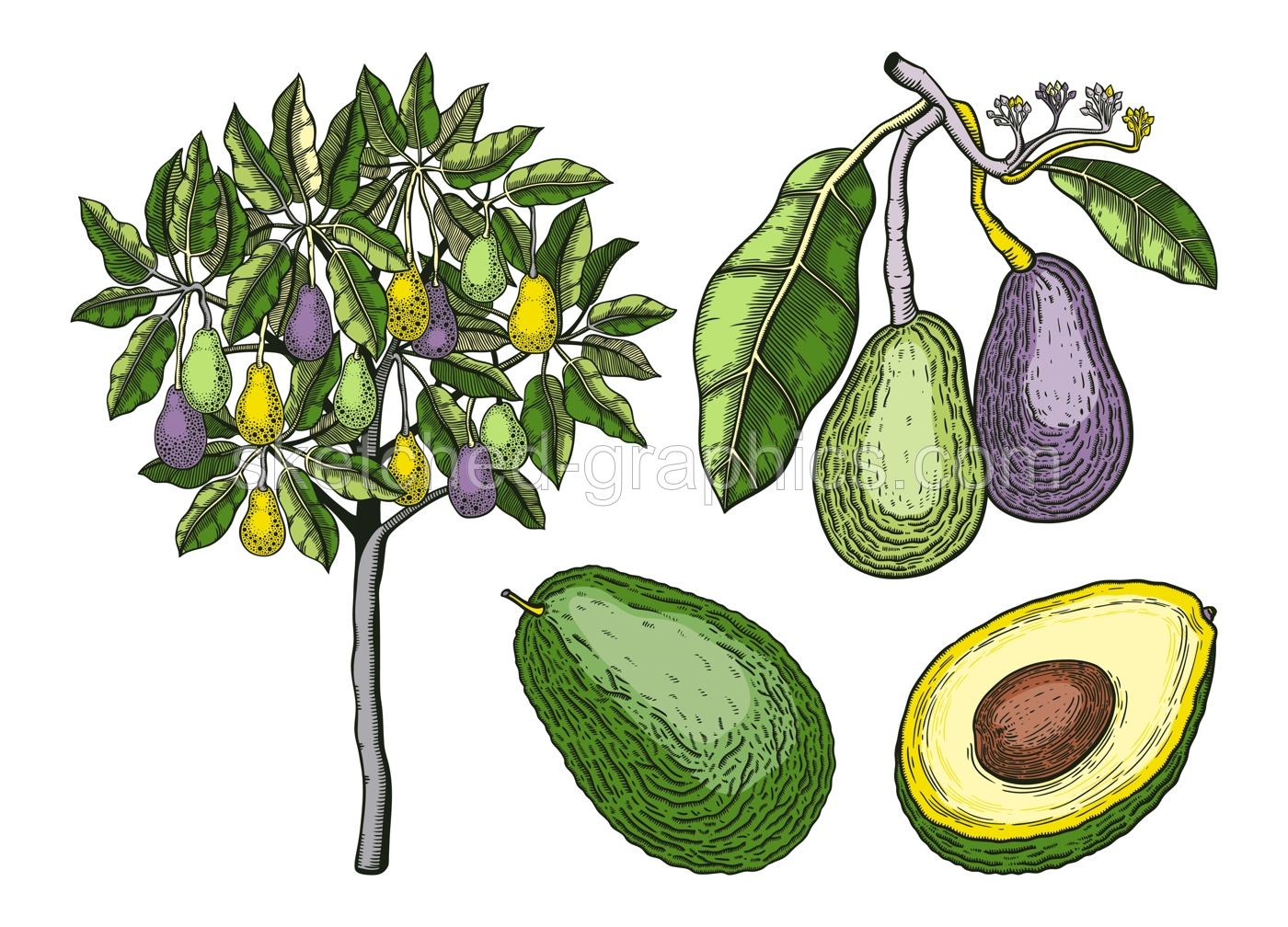 Avocado Botanical Set Illustration